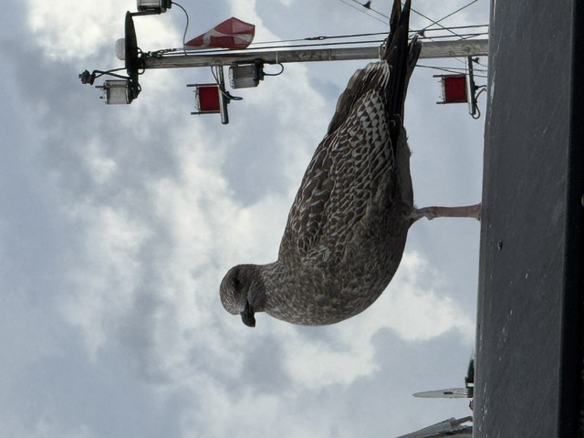 Eine Möwe am Flensburger Hafen